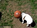 jackinabasketball