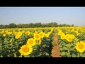 SunflowersBloominginMaryland