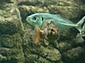marineaquariumwithexoticfish