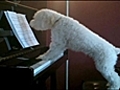 Pianoplayingpooch