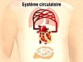 systemecirculatoire