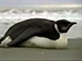 Penguinswims2000milesinwrongdirection