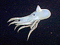 OctopusBallet
