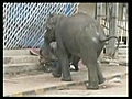 ElephantsrampageinIndia