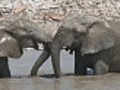 elephantsfighting