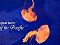AquariumofthePacific