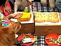 Chinaopensfirstdogfoodbakery