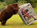 BrownBearAttack