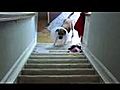 DogWithACollarVsStairs