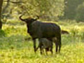 WildebeestCrossing