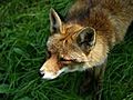 HowToDeterFoxes