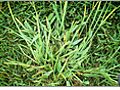 FertilizingandPreventingCrabgrass