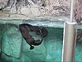 Ottershavingfun