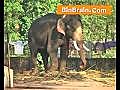 ElephantinAlappuzha
