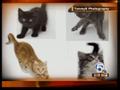 KittensandcatsupforadoptioninBocaRaton