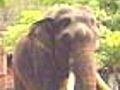 Elephantshelptamewildtusker
